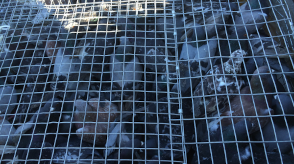 Pigeon transport cage